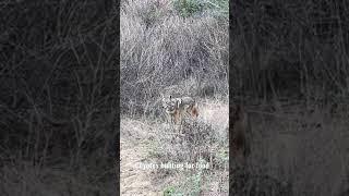  Coyotes hunting for food #coyote #funnyanimals #wildanimals #shorts #여우 #코요태