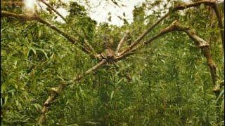 Giant Spider Ambush Scene - (Hindi) | Kong: Skull Island (2017) Movieclip In 4K