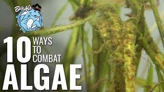 10 Ways to Combat Algae | BigAlsPets.com