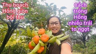 Thu hoạch hồng giòn trái to ngọt quá chừng đã/cách trồng Hồng nhiều trái