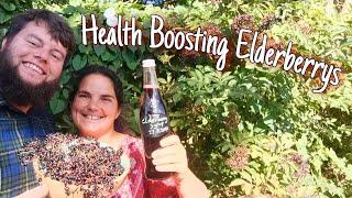 How To Harvest & Make Elderberry Syrup From Fresh Berry's & Why You'd Want To 