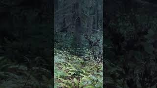 Skyrim 2023 Remake - 2023 Ultra Next Gen Graphics!  - A Beautiful Forest..  #skyrim2023