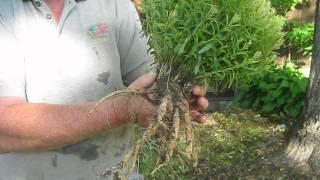 Butterfly Milkweed Roots  at Ion Exchange, Inc.