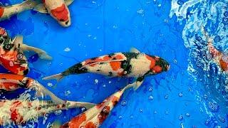 ปลาคาร์พเกรดประมูล Dainichi koi farm