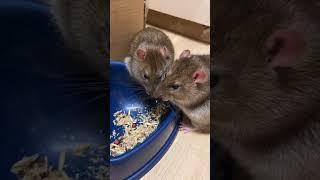 Прожорливые крысы. #rat #крысы #cuterats #милыеживотные #домашниепитомцы #крысы