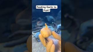 Feeding Garlic to Fish?