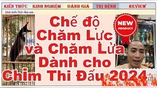 Chế độ chăm Lực và chăm Lửa cho chào mào Thi Đấu 2024-2025//Nhất Tiến Lập