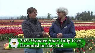 Wooden Shoe Tulip Update