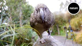 The parrots that understand probabilities