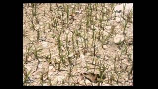 Riparian Vegetation and Hinderances to Healthy Riparian Areas: Presented by Steve Nelle