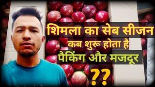 Shimla Ka Apple Season Kab Shuru  Hota Hai || Majdoor ?? || Apna Himachali Dhadkan