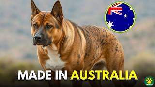 6 RARE Australian Origin Dog Breeds You Don't Know About!!