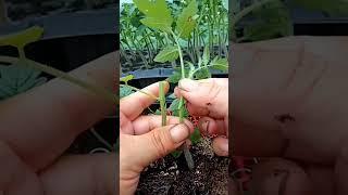 Tomato Grafting Techniques #satisfying #shortsvideo