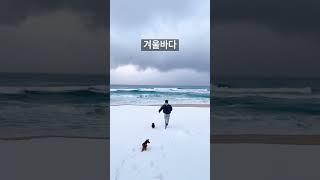 반려동물과 함께 떠나는 여행 강원도 양양 눈 덮힌 겨울바다 여행 #shorts  #반려동물동반여행 #반려동물동반카페  #새끼고양이 #강아지