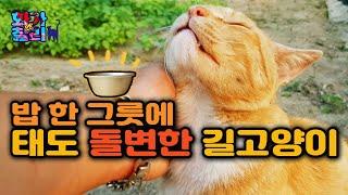 밥 한 그릇에 태도 돌변한 길고양이