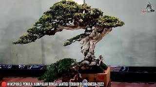 INSPIRASI PEMULA#Kumpulan Bonsai Santigi Terbaik Di Indonesia,Bonsai Terbaik Di Indonesia