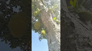 Free video no copyright (This is a jackfruit tree, the fruit is yellow and tastes sweet)