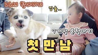 7개월아기와 16살노견이 만났을때  ENG.Reaction of 7month baby meeting 16year old dog