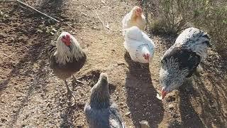 Comportamiento y jerarquía de gallos y gallinas