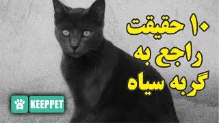 10 حقیقت راجع به گربه سیاه