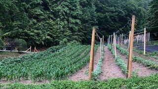 June garden update in Kentucky