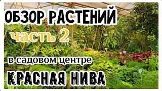 Прогулка по садовому центру Красная Нива. Часть 2. Обзор растений с ценами