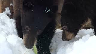 Finding food. What do bears eat in the wild after they wake up ?