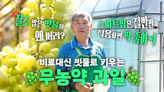 반스마트팜 + 지열활용이 정답 아닐까요? #무농약 샤인머스켓