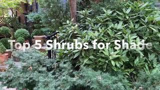 My Top Shrubs for Shade