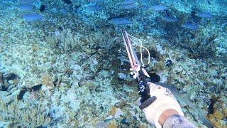 Unbelievable Catch Over 1000 Pounds Of Fish Speared While Camping On a Remote Island