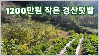 경산시 용성면 1200만원 소형토지 텃밭가꾸기 멋진 경산땅 2952