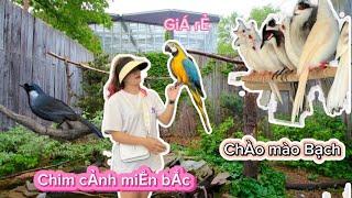 Vẹt Macaw siêu vjP quÁ rẺ tại thị trƯờng Việt Nam/ lên sóng 20 mã hOạ mi và khƯớu thAnh lý thả AVI