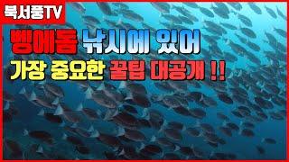 북서풍TV]벵에돔 낚시에 가장중요한 꿀팁 공개/이것만 알고 가도 70%프로 이상 확률