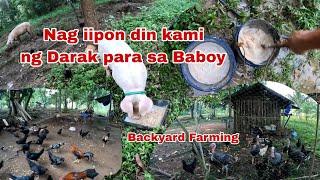 Madaling Pakain sa  Baboy Kusa Umuwi mga Pinakawalang Manok at Pabo Lakas ng Tugtog buti di Nasayaw