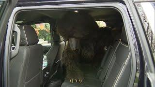 Did Human in Bear Costume Damage Cars for Insurance Scam?