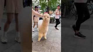 이 동네 인싸 #shorts #알파카 #Alpaca