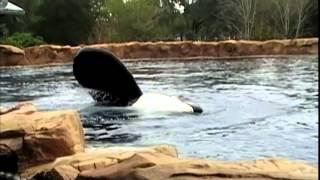 Blackfish Trailer [HD] (2013)