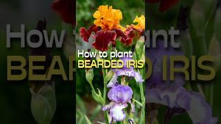 The Essential BEARDED IRIS Planting Tips #shorts