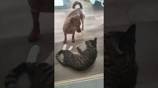 #shortvideo #cat #funnypetschannel #mycatchannel#funny#petschannel #yourcat#funnycats#dog