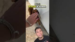 ⁉️MORDEU DO NADA⁉️ #pets #caes #cachorro #animaisdeestimação #animaisengraçados #remix #react