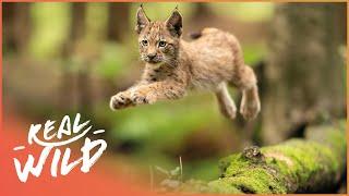 Exploring The Elegant Lynx In 4K | Lynx Documentary | Real Wild