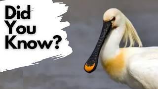 Things you need to know about SPOONBILLS!!