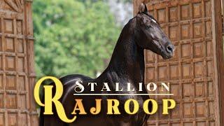 Marwari Horse STALLION RAJROOP/SIRE RAJHANS/MANN HORSE PHOTOGRAPHY