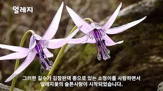 [9편 얼레지]바람난여인,질투/세상에 첫선을 보이는 야생화이야기 9편 얼레지/dog-tooth Violet, 얼룩취, 가재무릇, 車前葉山慈姑, 봄전령사/들에 핀 야생화/토종꽃