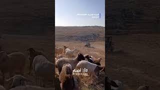 مستوطنون يطاردون رعاة الأغنام جنوب الخليل#shortvideo #shorts #short #shortsclip