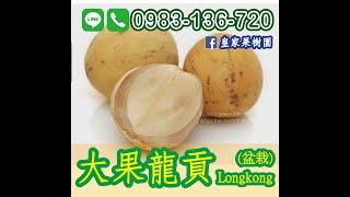 甜品種【大果龍貢】盆栽苗木專賣｜皇家果樹園 0983-136-720｜台灣平地種植