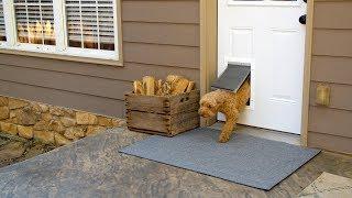 Extreme Weather Dog Door