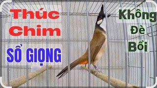 Kích chào mào má trắng tập hót " luyện giọng chào mào hót đấu buổi sáng kích chim hót đấu căng lửa
