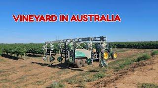 GRAPES FARMING IN AUSTRALIA ~ FUNGICIDE SPRAY AGAIN | MOMENTS WITH LIZA