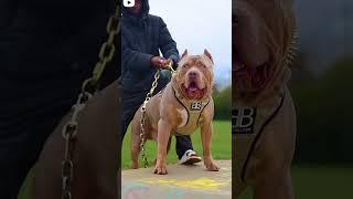 PITBULL DOG STATUS VIDEO 